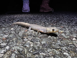 A Jefferson complex salamander walking across pavement, with boots in the background. (photo © Brett Amy Thelen)