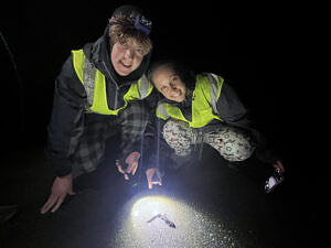Two people wearing reflective vests crouch down on the road next to a spotted salamander, which is illuminated by the beam of a flashlight. (photo © Amy Unger)