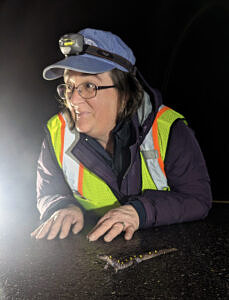 A woman in a reflective vest lays down on the pavement, with her hands and head looking up, impersonating the spotted salamander who is standing next to her on the road. (photo © Sarah Wilson)