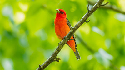 A male Scarlet Tanager perched on a branch against a backdrop of green leaves. (photo © Matt Tarr)