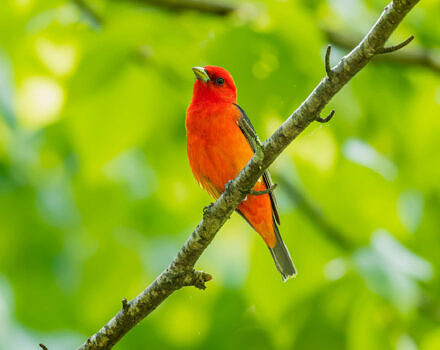 A male Scarlet Tanager perched on a branch against a backdrop of green leaves. (photo © Matt Tarr)