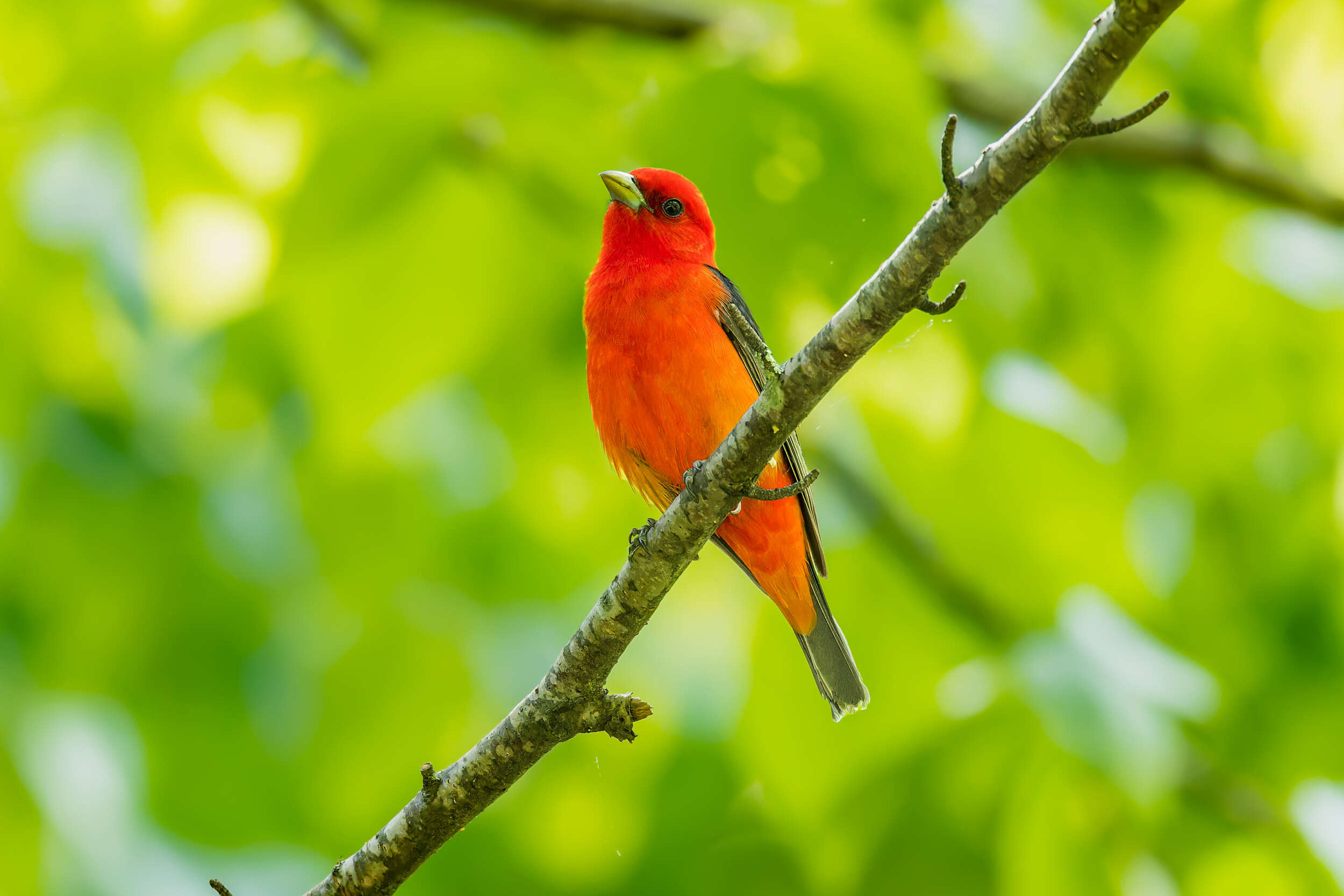 A male Scarlet Tanager perched on a branch against a backdrop of green leaves. (photo © Matt Tarr)