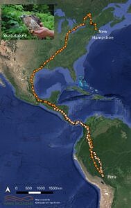 A map showing the migration route of a Broad-winged Hawk who nested in Dublin, NH and overwintered in South America. (map © Rebecca McCabe / Hawk Mountain)