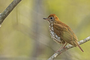 A Wood Thrush perched on a branch against a yellow background. (photo © Larry Hubble via the Flickr Creative Commons)