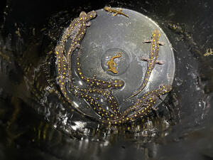 A view into a bucket containing many spotted salamanders. (photo © Stephen Lowe)