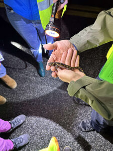 A group of people gather around someone who is holding a spotted salamander in their hands. (photo © Chloe March)