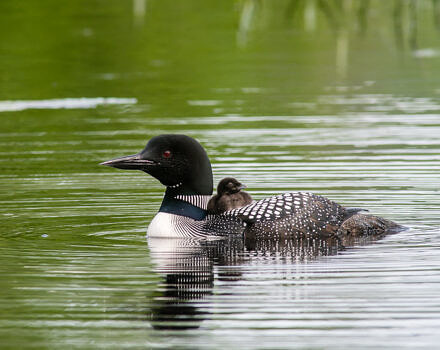 An adult loon with a chick riding on its back. (photo © Frank Gorga, www.frg-photo.com)"