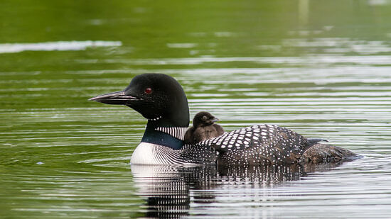 An adult loon with a chick riding on its back. (photo © Frank Gorga, www.frg-photo.com)"