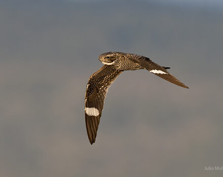 A Common Nighthawk, mid-flight, with its wings pointed down. (photo © Julie Mulero via the Flickr Creative Commons)