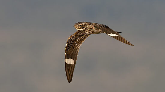 A Common Nighthawk, mid-flight, with its wings pointed down. (photo © Julie Mulero via the Flickr Creative Commons)