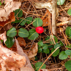 A small green-leaved plant with one bright red berry, growing amid dry leaves and pine needles. (photo © Tom Momeyer)