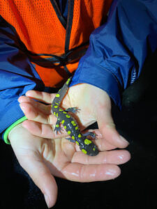 Two hands holding a spotted salamander. (photo © Megan Jacobs)