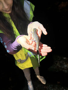 A girl smiles at a spotted salamander that she is holding in her hands. (photo © Lindsay Carter)