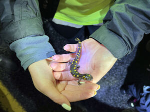 Two hands holding a spotted salamander. (photo © Brett Amy Thelen)