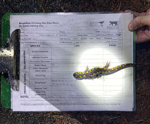 A spotted salamander pausing on a Salamander Crossing Brigade data sheet. (photo © Taylor Jackson)