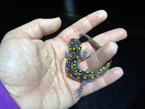 A spotted salamander curling up in a person's hand. (photo © Brett Amy Thelen)