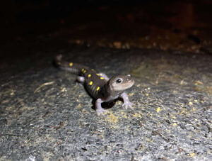 A spotted salamander smiles as it pauses on a swath of pavement. (photo © Brett Amy Thelen)