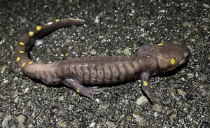 A spotted salamander with almost no spots. (photo © Stephen Lowe)