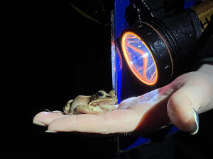 A wood frog sitting in the palm of someone's hand, with a flashlight beam directed at it. (photo © Brett Amy Thelen)