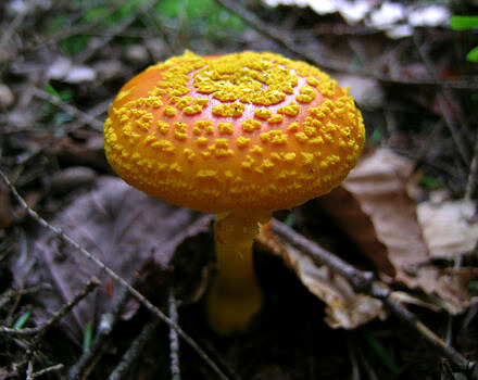 A bright yellow mushroom pushing up through the forest floor. (photo © J.S. Graustein via the Flickr Creative Commons)