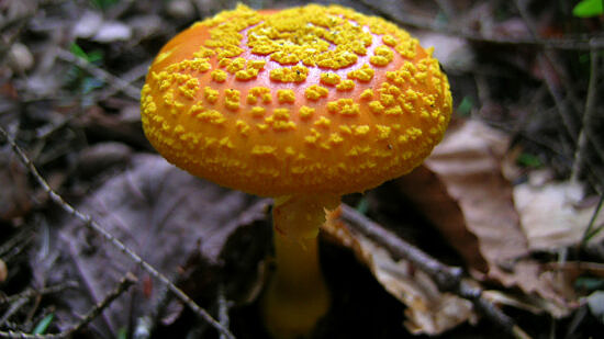 A bright yellow mushroom pushing up through the forest floor. (photo © J.S. Graustein via the Flickr Creative Commons)