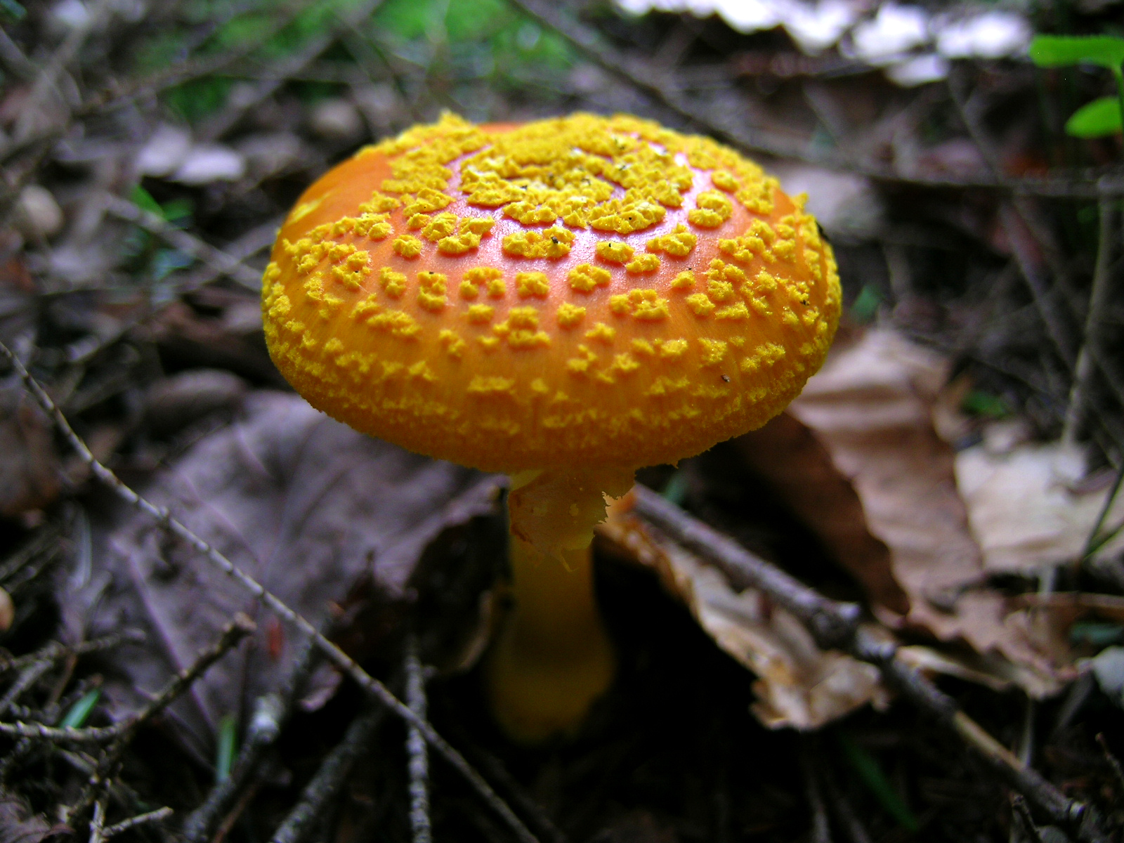 A bright yellow mushroom pushing up through the forest floor. (photo © J.S. Graustein via the Flickr Creative Commons)