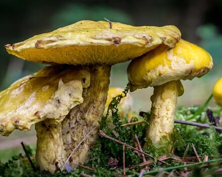 A cluster of large yellow mushrooms. (photo © John Wiesenfeld via the Flickr Creative Commons)
