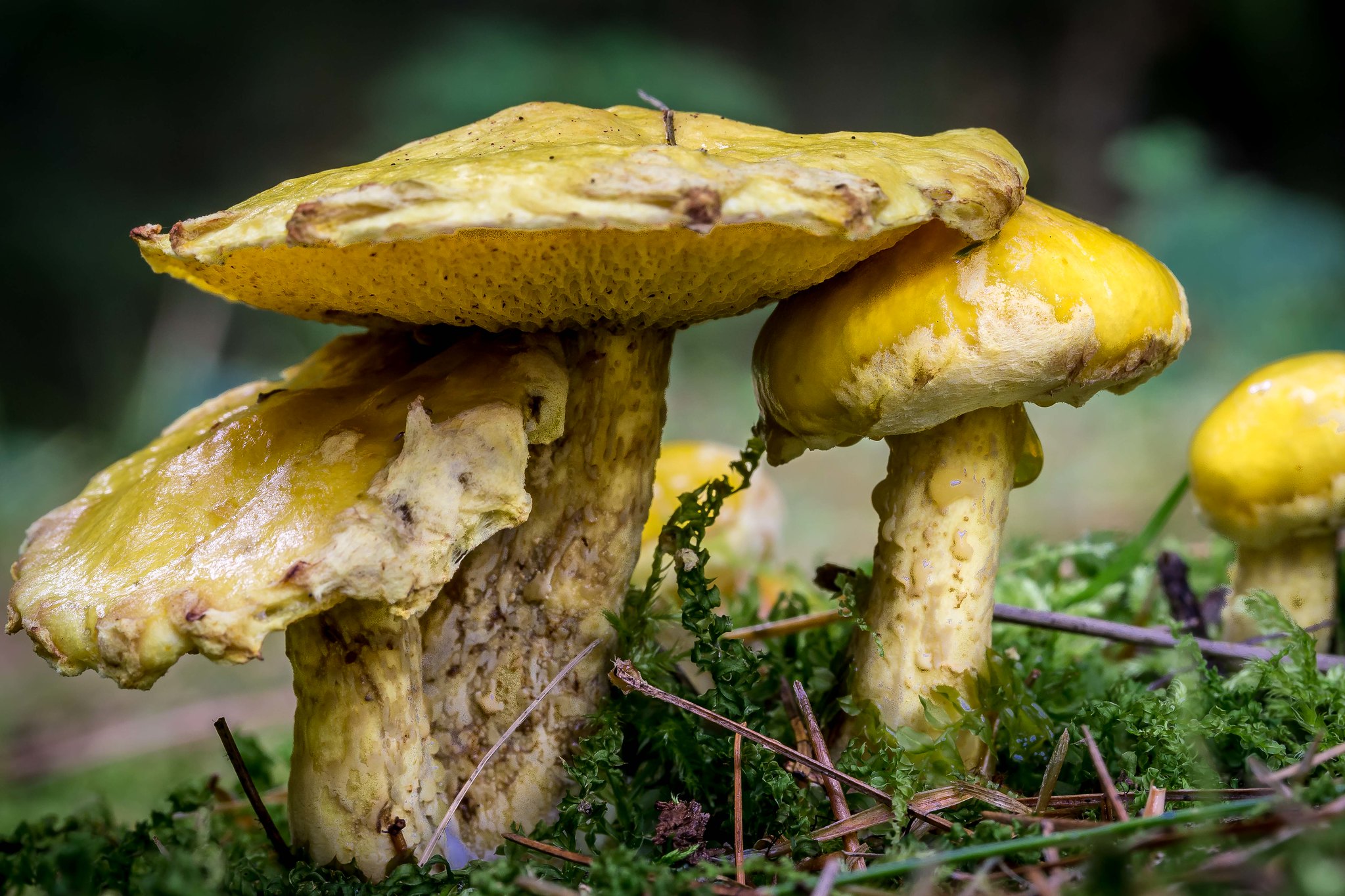 A cluster of large yellow mushrooms. (photo © John Wiesenfeld via the Flickr Creative Commons)