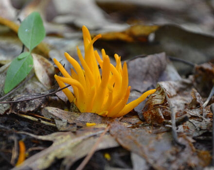 Bright yellow, finger-like mushrooms rise out of brown leaf litter on the forest floor. (photo © Roxanne Copeland)