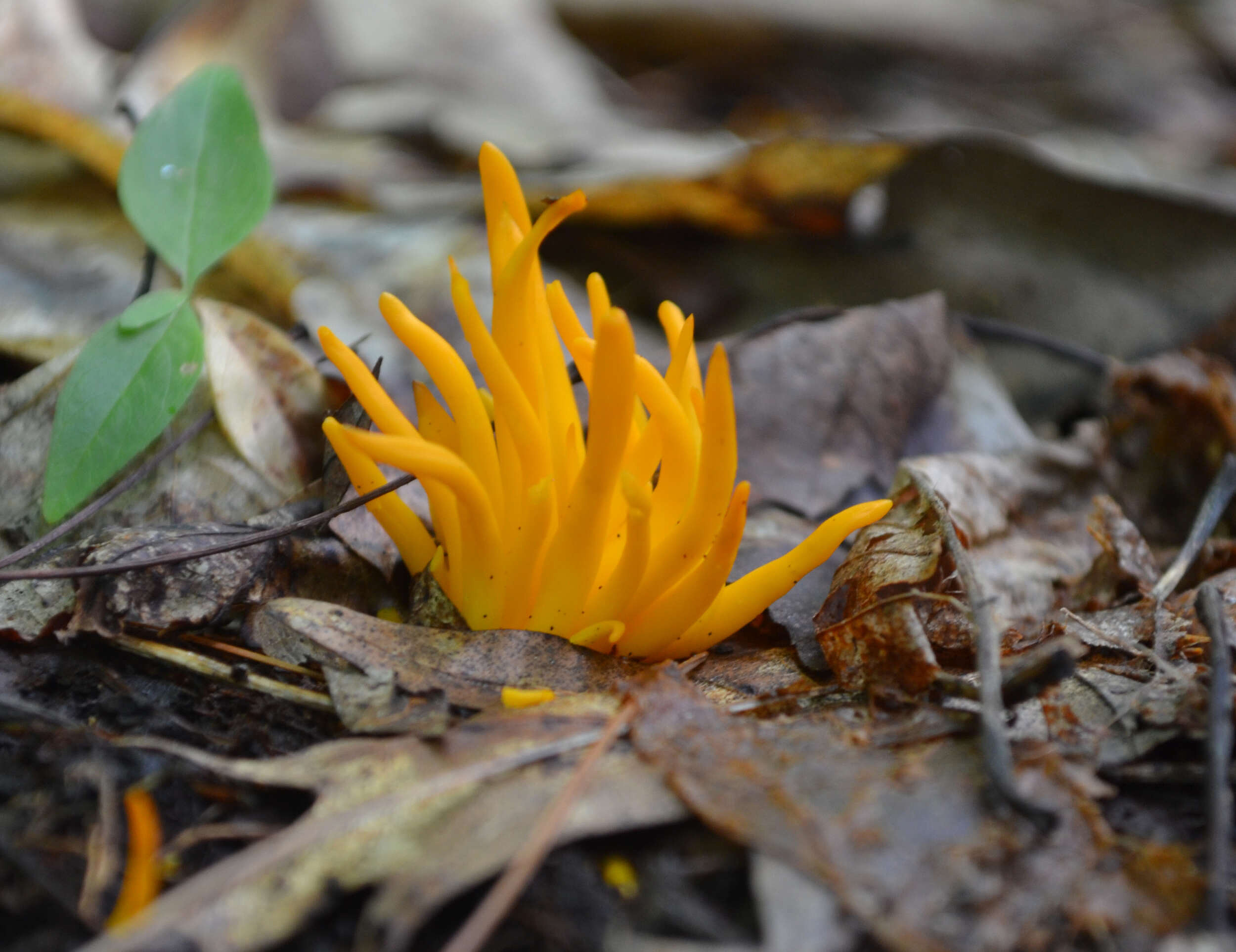 Bright yellow, finger-like mushrooms rise out of brown leaf litter on the forest floor. (photo © Roxanne Copeland)