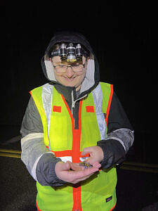 A person wearing a reflective vest smiles down at a spotted salamander they are holding in their hands. (photo © Brett Amy Thelen)