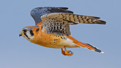 A kestrel spreads its wings in flight. (photo: Susan Kline)