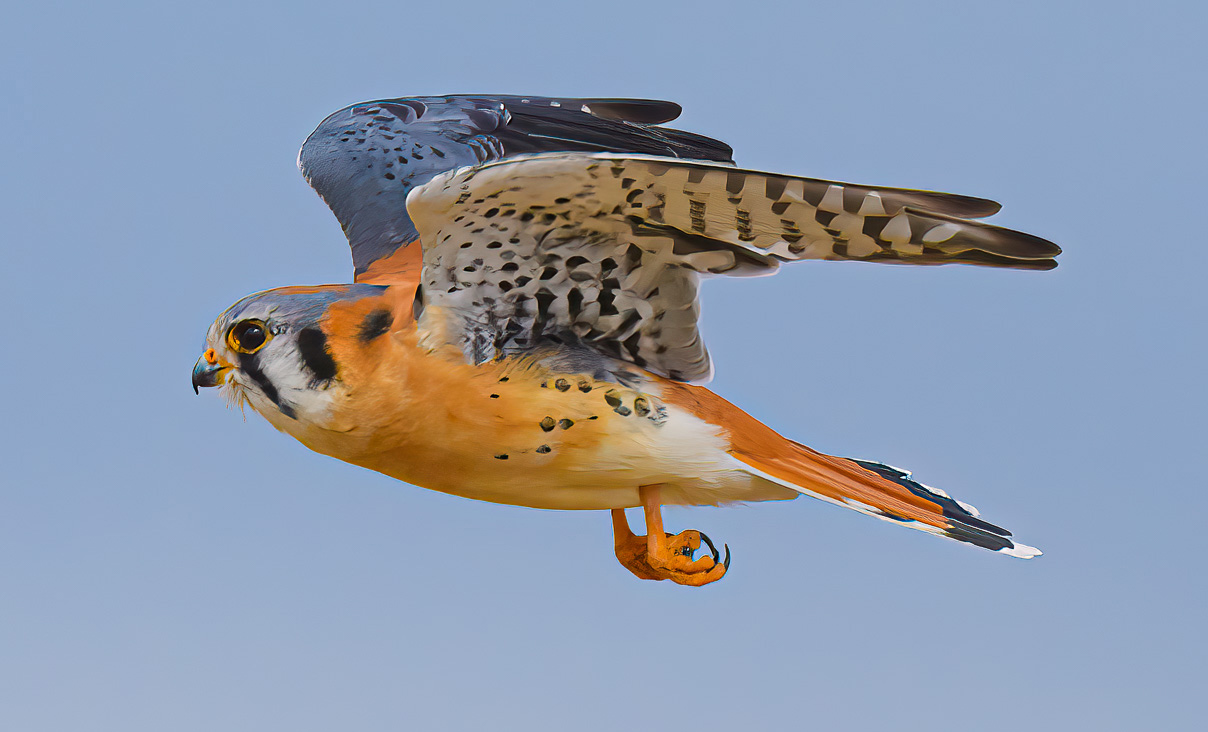 A kestrel spreads its wings in flight. (photo: Susan Kline)