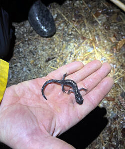 An outstretched hand holding a small Jefferson complex salamander. (photo © Kara Reynolds)