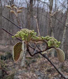 A close-up of hobblebush leaves and buds in April (photo © Nate Marchessault)