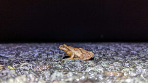 A ground-level view of a spring peeper, paused in the middle of a road. (photo © Nate Marchessault)