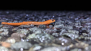 A ground-level view of a bright orange salamander, walking along a paved road. (photo © Nate Marchessault)