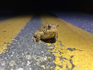 A toad pauses on the yellow centerline of a paved road. (photo © Brett Amy Thelen)