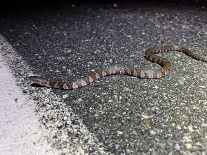 A Northern water snake slithers across a paved road, next to a white painted line. (photo © Brett Amy Thelen)
