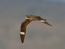 A Common Nighthawk in flight, with its wings facing down.