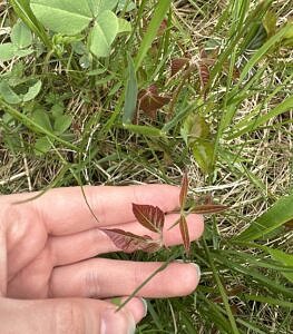 A person's hand touching a shiny, brown, three-leaved plant. (photo © Chloe March)