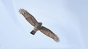 An American Goshawk in flight against a backdrop of blue sky. (photo © Raven.Digital)