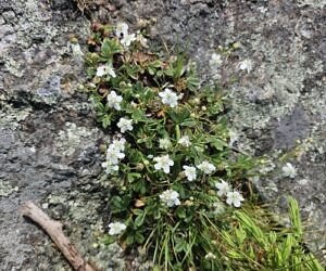 Three-leaved cinquefoil growing in a bedrock crevice. (photo © iNaturalist user bobh340)