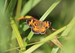 An orange and black butterfly alighting on a blade of grass. (photo © Steven Lamonde)