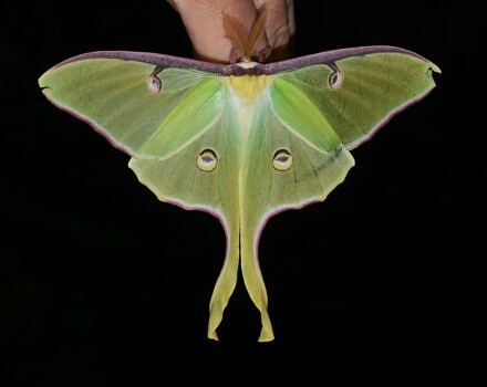 A large green luna moth perching on a person's finger in the dark. (photo © Andy Reago & Chrissy McClarren via the Flickr Creative Commons)