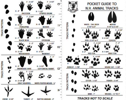 A diagram depicting common wildlife tracks found in the state of New Hampshire. (diagram © NHFG)