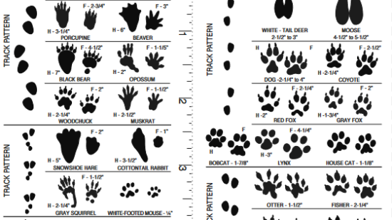 A diagram depicting common wildlife tracks found in the state of New Hampshire. (diagram © NHFG)