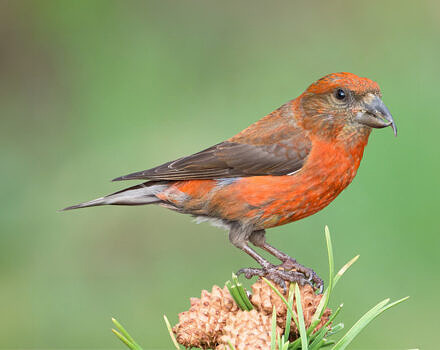 A Red-crossbill bird on a pinecone