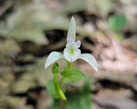 A flowering white orchid (Photo © Wikimedia Commons)