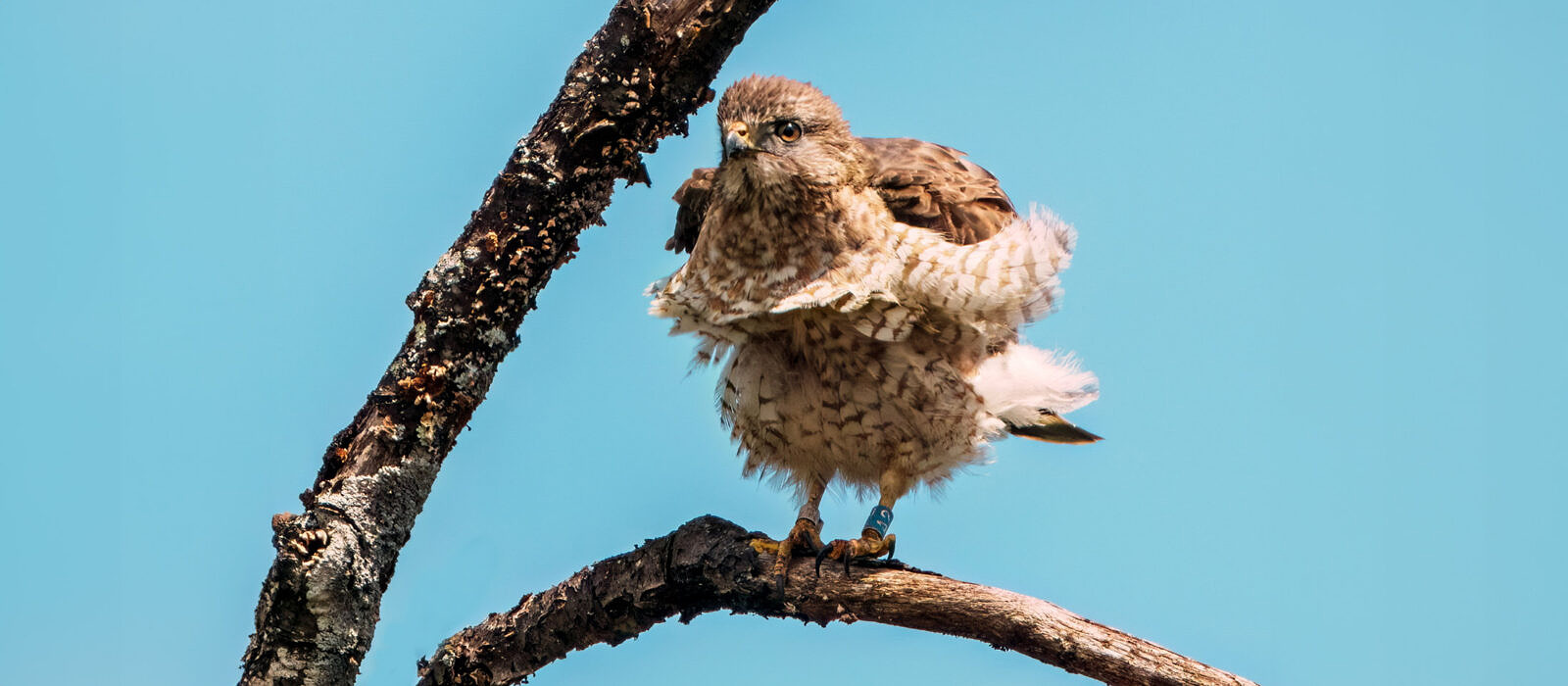 An adult male Broad-winged hawk perches on a branch. (photo © Tom Momeyer)